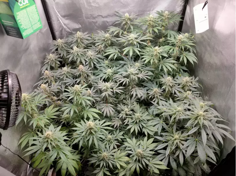 Gary Payton, Фасовка: 1, изображение 3